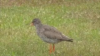 Redshank Alarm Call.