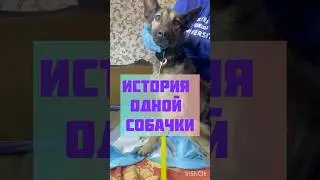 История  выздоровления собаки