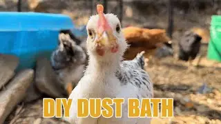 Homestead Hack: Chicken Dust Bath with Just One Tire!&rdquo;