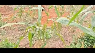 Farmland; We are giving out the best advice to new farmers 
