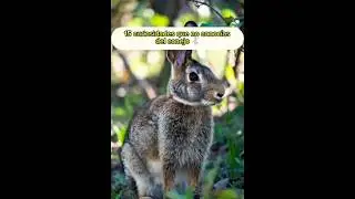 15 curiosidades que no conoc&iacute;as de los conejos #datoscurisos #conejos #naturaleza