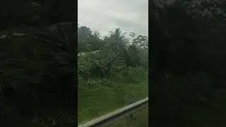 Beautiful Paddy fields saw while traveling through Southern Expressway, Sri Lanka 🇱🇰💖 #nature