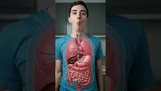 How Your Body Digests chicken |3D Human Digestive System Animation #health #tips