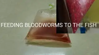 How to clean blood worms | Easy method |