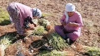 Susam Hasat Zamanı Tarladan sofraya Susam nasıl hazırlanır. Susam Nasıl yetiştirilir g&ouml;relim.