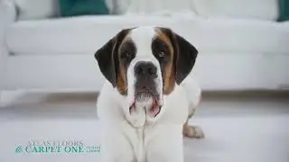 Comfy Cozy Carpet Sale 2022 - Atlas Floors
