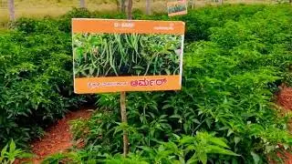 BASF Nunhems Armour chilli field  🌱🌱🌱