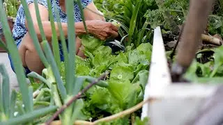 A Vietnamese Garden - A Look at Mother-in-Law's Garden