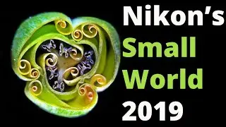 Photomicrography-Nikon&rsquo;s Small World 2019