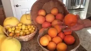 Preserving Citrus - Market Monday | Agriscaping