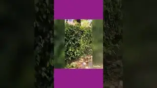 #viralshortvideo #college #computer