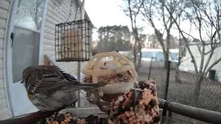 Bird of the day January 21st 2026