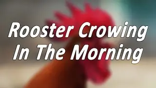 Rooster Crowing In The Morning Sound - No Copyright