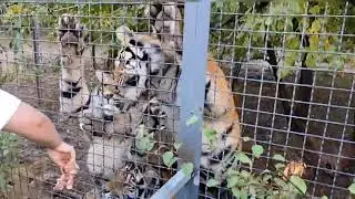 Мир больших кошачьих парка львов Тайган!