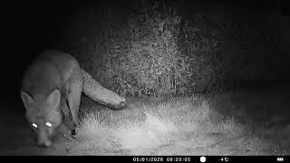 Foxes in our Cambridge garden(Week 1 January 2026)