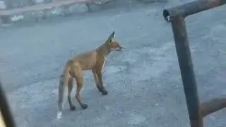 Лисы на автостанции. Foxes at the bus station.