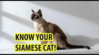 Meet The Siamese Cat! 🐈