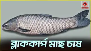 ব্লাককার্প মাছ চাষ পদ্ধতি || Shakib Agro || Black-carp Fish Farming || ব্লাককার্প মাছের চাষ