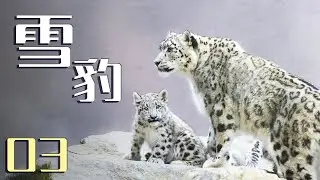 垃圾和雪豹能有什么关联？为了拍摄雪豹的行踪人类竟这样做！《雪豹》Snow Leopard 第3集  | China Zone - 纪录片