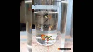 Imported bloodline Guppy Fish in my Farm.