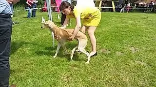 Saluki special show in Konopiste (Czech) -  junior feathered males