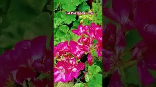 Geranium Flower #music #ytshorts #gardening #seasonalplants #shortsfeed #shorts #flowers #plants