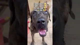 Ягуар 🐶любит тебя ❤️ #petshub #pets #viral #cute #dogshorts #dog #shorts #puppy #dogshorts