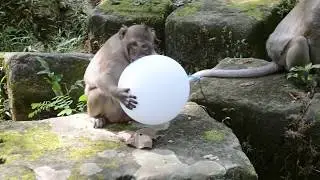 wow ! great to see sweet pea  play balloon  look so funny/ Monkey post