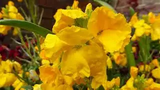 Wallflowers - Erysimum cheiri - Gulltoppur - Sumarbl&oacute;m - Gar&eth;pl&ouml;ntur