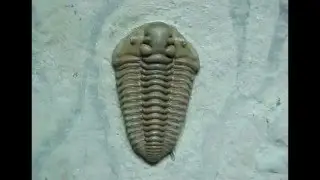 Calymene