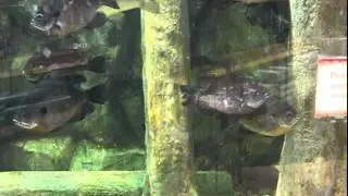 Cabela Outdoors Fishing Trip (KeeP ReeLing)
