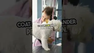 Why Bichon Frises Are Perfect Pets! #shorts