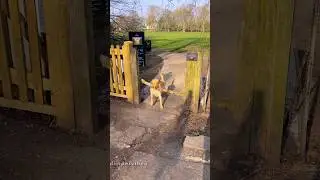 IQ - 99999 when dog got a stick🤣🤣🤣🤣#dog#dogvideos #funnydog#fyp
