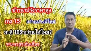 ข้าวนาปรังที่ราคาสูง!! กข.15นาปรัง ปลูกทุกปี ราคาดี ช่วงไหนเหมาะสุด