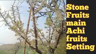 Stone fruits mai achi Fruit setting ho gyi thi par ola ane se thoda Nuksaan ll