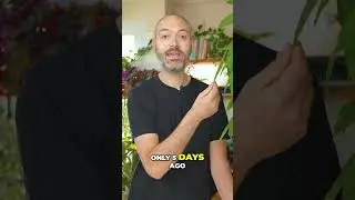 Signs Your Plant Needs a Bigger Pot