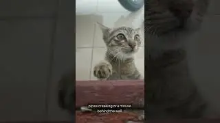 Why Do Cats Stare at Nothing? (The Creepy Truth Revealed)  #cat #cathacks #petcareprovider