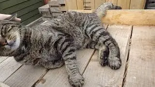 George the Cat, resident of James Hutton Invergowrie Dundee