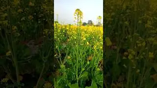 Close Look at Village Beauty of Green Fields #shorts #ytshorts