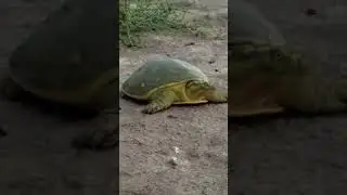Multan #whatsappstatus #amazonanimals #showcase #turtle #amazonrainforestanimals #duet #amazon