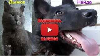 Кошка и собака мои мохнатые друзья. Cat and dog my furry friends