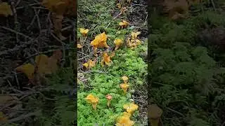 Gold in the forest of Norway.