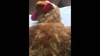 Pollo the chicken puppet and Romeo