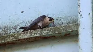 Peregrine falcon feeding