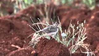 Calandria - Calandra Lark (Melanocoripha calandra)