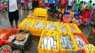After lockdown harnai fish market ! Amazing fish auction in Harnai ! See Light house and suvarnadurg