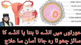 Increase egg size naturally | Female's egg problem | Hakeem Ali Hassan