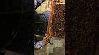 February 6, 2026# farm in #Cambodia.Bee