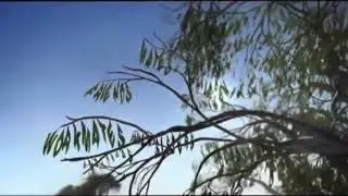 Road Safety Council - Tree of Life (2000s, Australia)