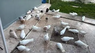 GÜVERCİN ÜST DÜZEY LİMONİLER ERZURUM BEYAZLARIMIZ VE SOHBET İYİ SEYİRLER İLETİŞİM 05357166487